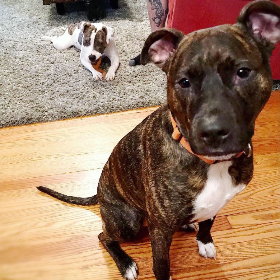 American pit bull terrier mix adoption alton il 4