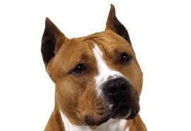 american-staffordshire-terrier6 – Pet Rehoming Network