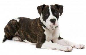 American staffordshire terrier rehoming
