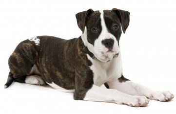 American Staffordshire Terrier Rehoming