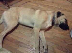 Anatolian shepherd for adoption in independence mo – supplies included – adopt zircon