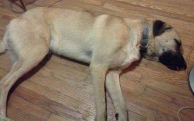 Anatolian Shepherd For Adoption in Independence MO – Supplies Included – Adopt Zircon