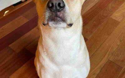 Handsome Yellow Labrador Retriever Mix For Adoption in Gig Harbor WA – Supplies Included – Adopt Angel