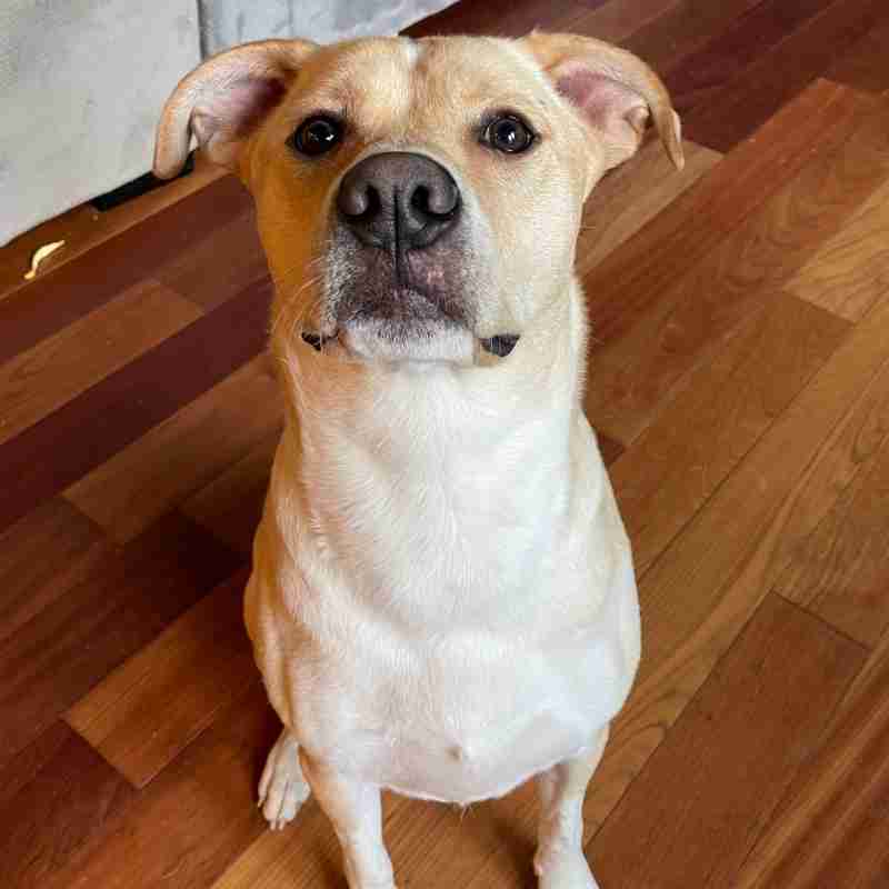 Handsome Yellow Labrador Retriever Mix For Adoption in Gig Harbor WA - Supplies Included - Adopt Angel