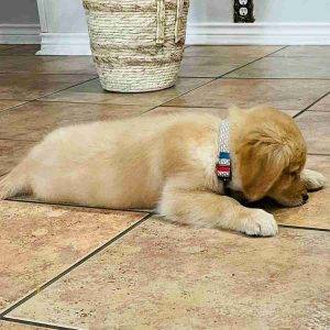 Golden retriever puppy for adoption san antonio tx adopt archie