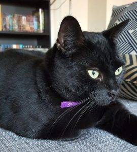 Ares - black cat for adoption in los angeles