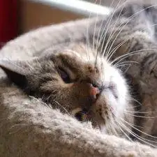 Brown Tabby Adoption Spring Hill FL Adopt Ash