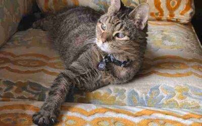 Precious Senior Brown Tabby For Adoption in Spring Hill Florida – Supplies Included – Adopt Ash