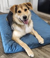 Australian German Shepherd Mix Dog For Adoption In Fresno CA – Meet Adorable Aspen