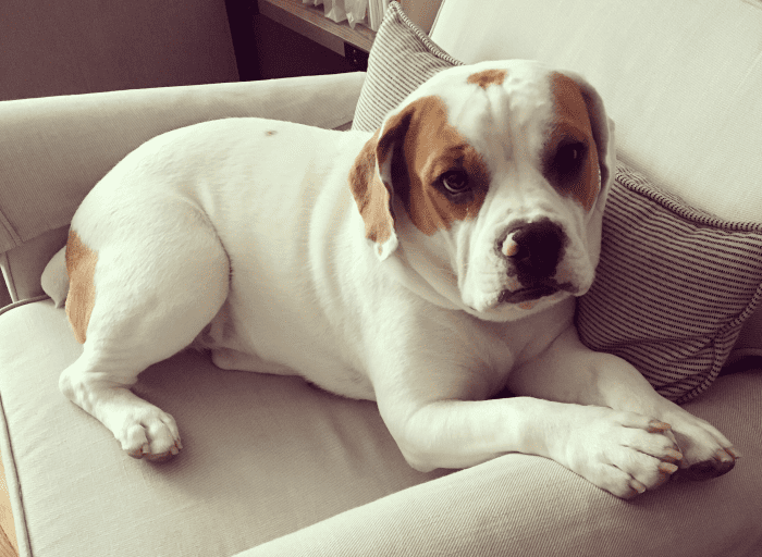 REHOMED Handsome Hulk – Beagle / Bulldog Mix – Queens, NY