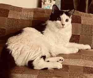 Adopt astrid – tiny bicolor longhair cat for adoption in san antonio (converse) texas tx – supplies included