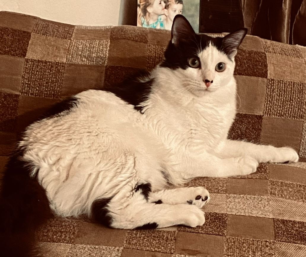 Astrid a longhaired bicolor cat for adoption in san antonio texas, sits on a sofa looking demure and sweet.