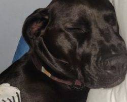 Labrador retriever border collie mix borador strathmore ab adopt athena