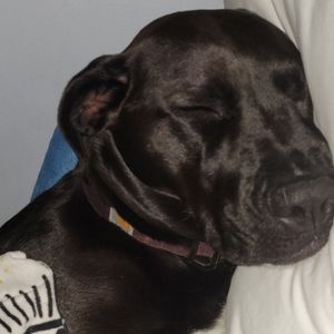 Labrador retriever border collie mix borador strathmore ab adopt athena