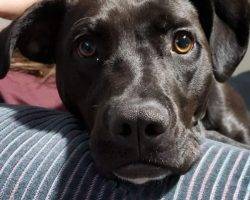 Labrador retriever border collie mix borador strathmore ab adopt athena