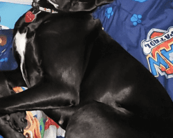 Labrador retriever border collie mix borador strathmore ab adopt athena