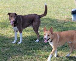 Basenji mix adoption tampa florida