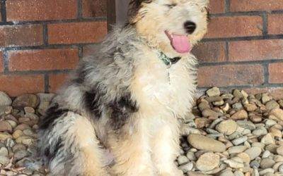 Adopted – aussiedoodle dog in greer south carolina – meet buddy