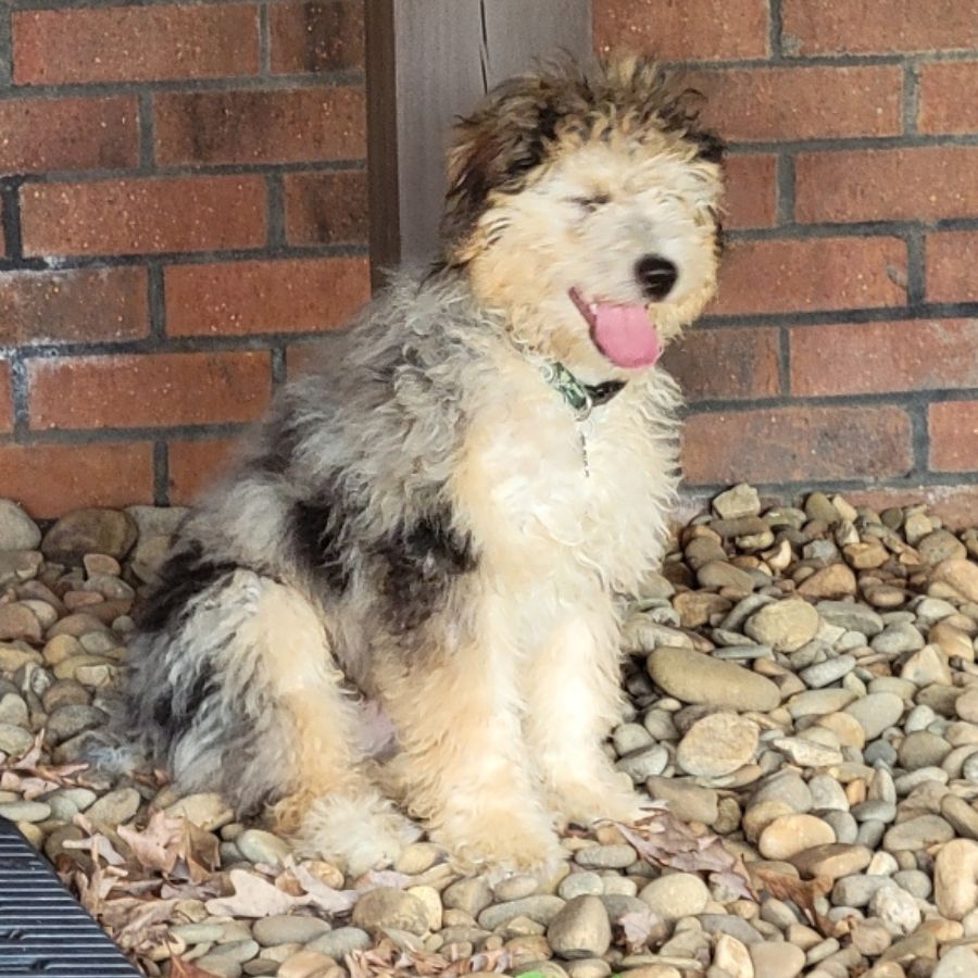Aussiedoodle dog for adoption in greer, south carolina