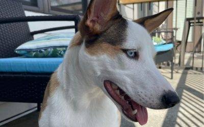 Blue-eyed australian cattle dog siberian husky mix dog for adoption in atlanta georgia – supplies included – adopt amelia