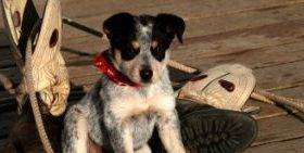 australian cattle dogs for adoptiion