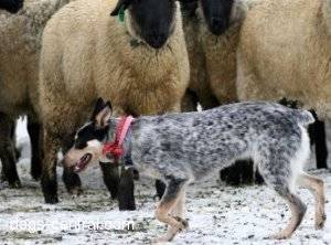 Australian cattle dog breed