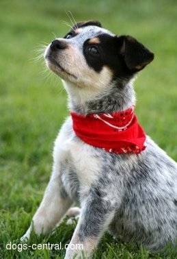 Australian cattle dog puppy