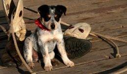 Australian cattle dog adoption and rehoming