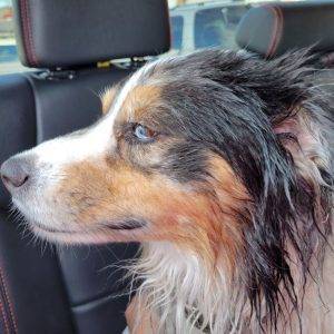 Australian shepherd dog ronin after getting wet playing on a wet day. He likes the water!