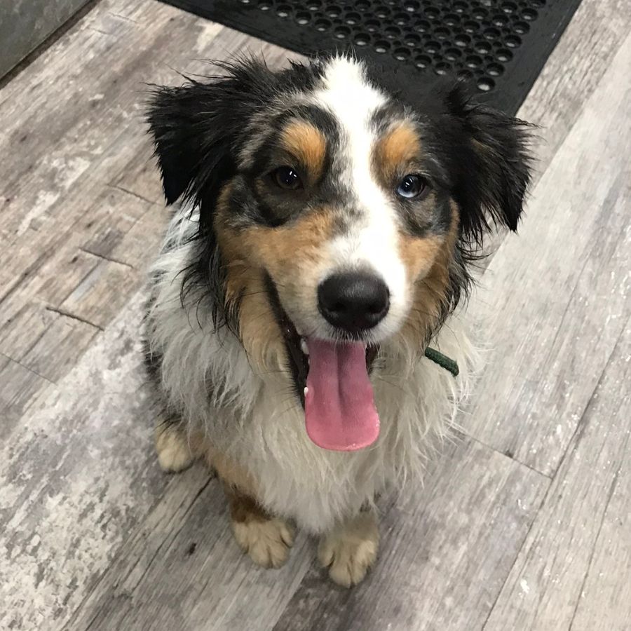 Purebred Australian Shepherd for Adoption in Greenville (Greer) South ...