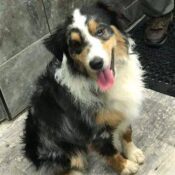 Ronan And Australian Shepherd Dog For Adoption In Greer South Carolina