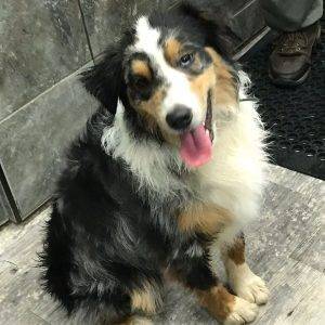 Cute australian shepherd in greer south carolina looks at the camera and seems to smile