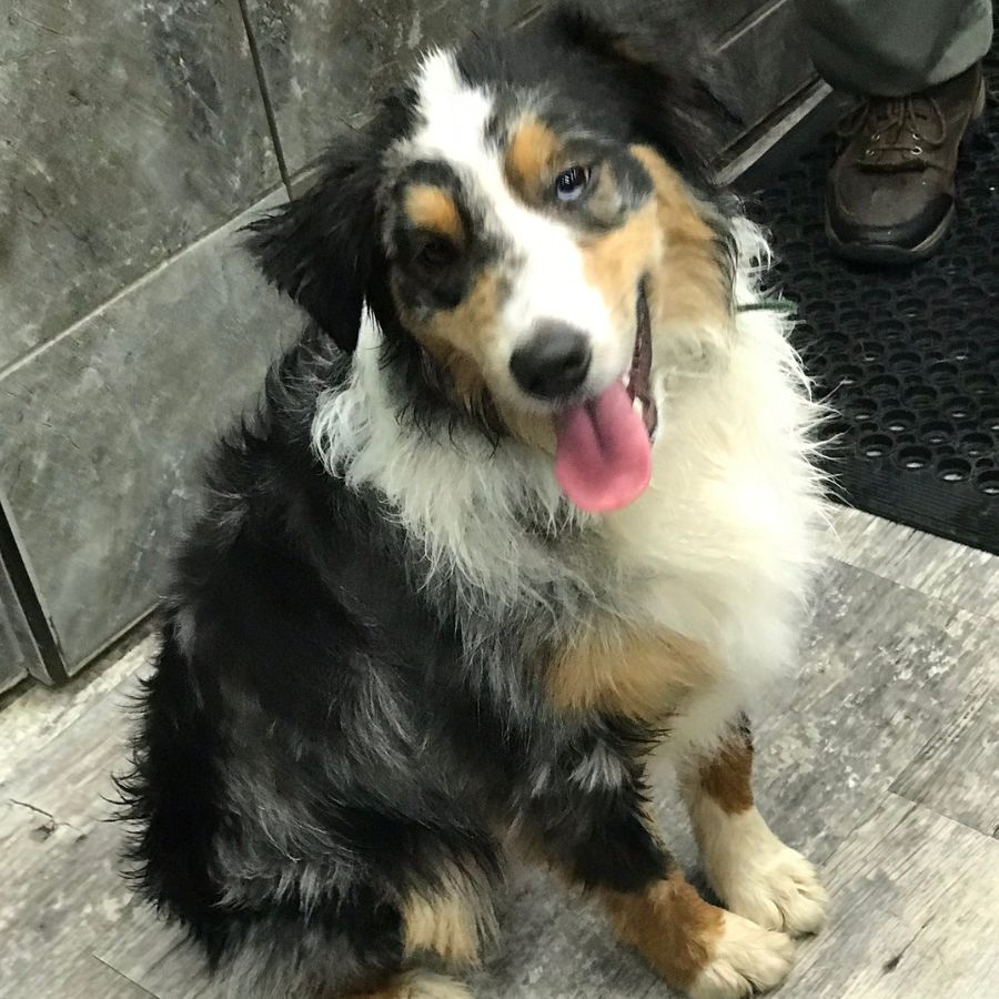 Ronin, a purebred Australian Shepherd dog for adoption in greer south carolina, looks at the camera with a grin on his face