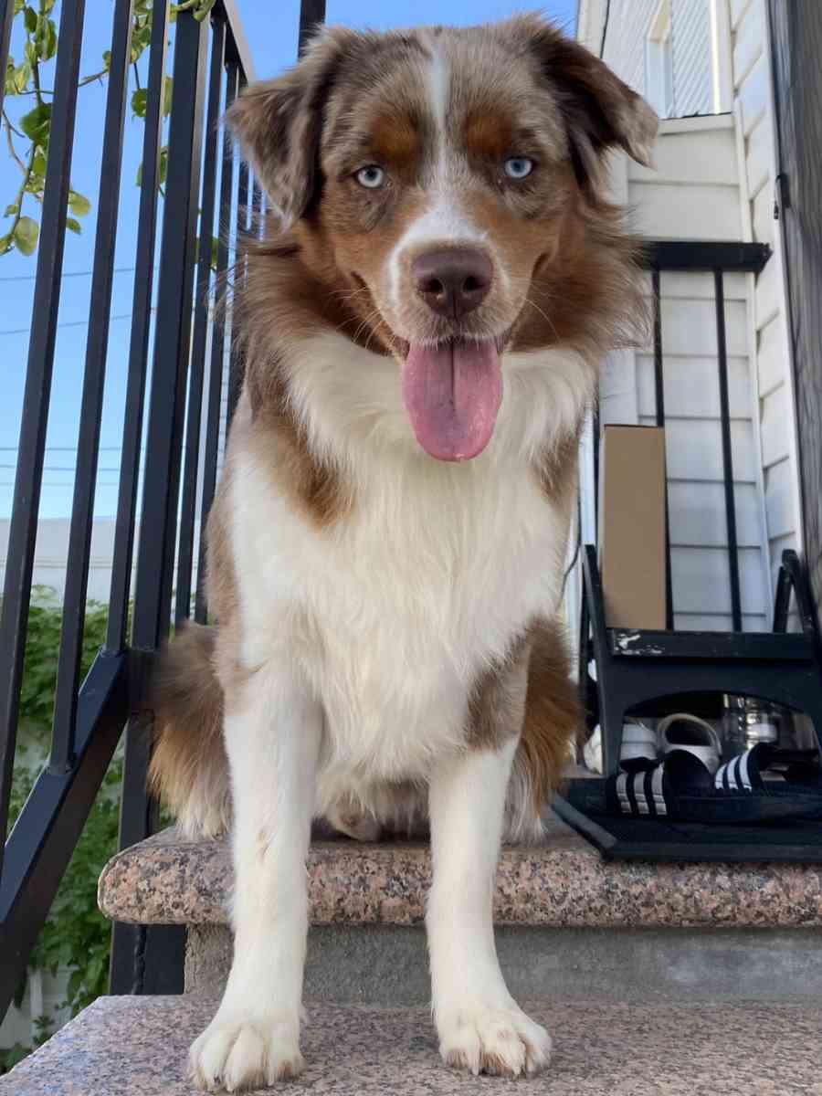 Meet Koba Amazing 1 YO Australian Shepherd Dog for Adoption in