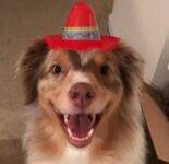 australian shepherd adoption overland park ks