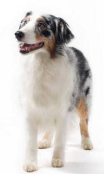 australianshepherd – Pet Rehoming Network