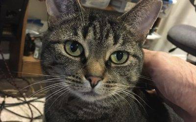 Pretty Grey Tabby Cat for Adoption in Bloomington Indiana – Supplies Included – Adopt Autumn