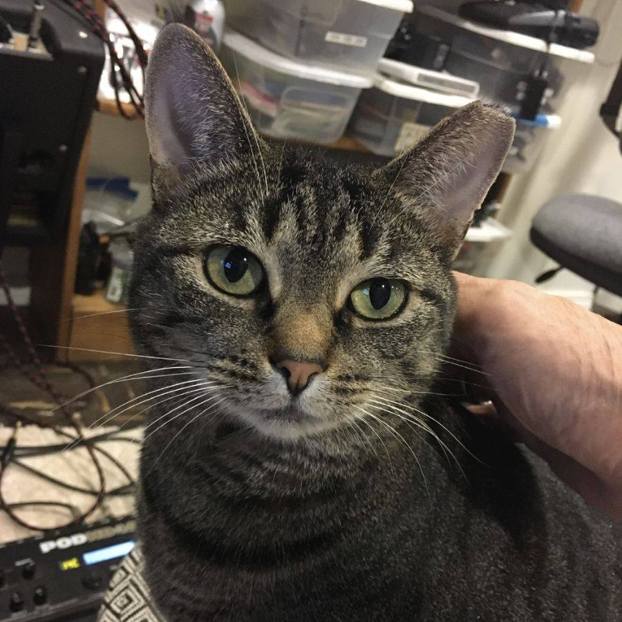Autumn, a gorgeous green eyed grey tabby cat for adoption in Indianapolis Indiana