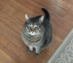 Autumn the grey tabby cat for adoption in bloomington indiana