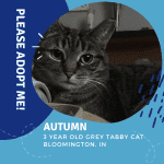 Grey Tabby Cat For Adoption Bloomington IN Adopt Autumn