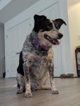 Scooby, a Blue Heeler Australian Shepherd mix dog for adoption in Airdrie AB.