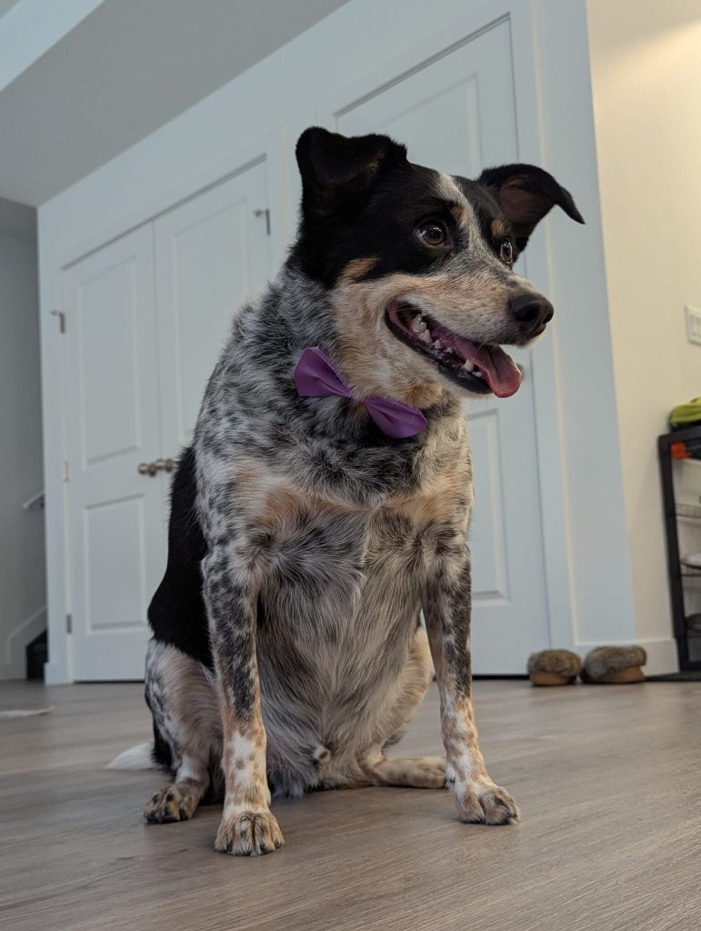 Scooby, a blue heeler australian shepherd mix dog for adoption in airdrie ab.