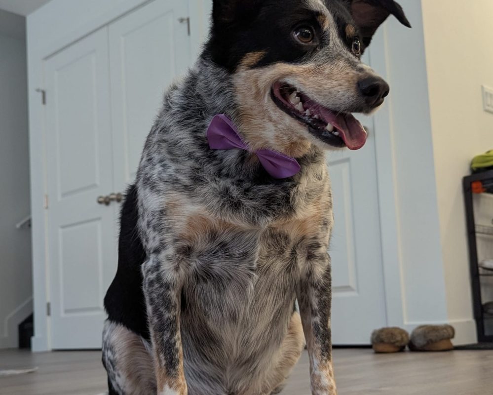 Scooby, a Blue Heeler Australian Shepherd mix dog for adoption in Airdrie AB.