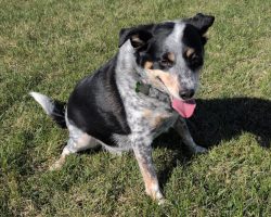 Scooby, a blue heeler australian shepherd mix dog for adoption in airdrie ab.