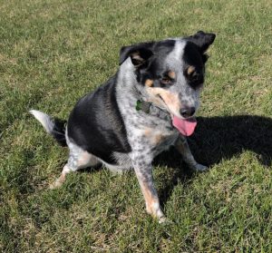 Scooby, a Blue Heeler Australian Shepherd mix dog for adoption in Airdrie AB.