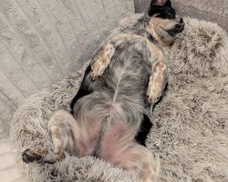 Scooby, a blue heeler australian shepherd mix dog for adoption in airdrie ab.