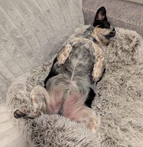 Scooby, a Blue Heeler Australian Shepherd mix dog for adoption in Airdrie AB.