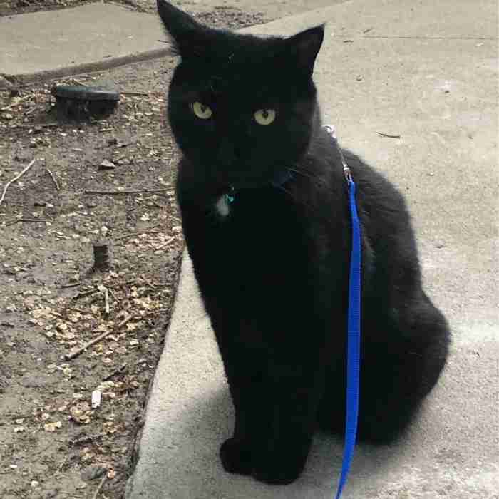 Black and White Cat For Adoption in Saskatoon SK – Supplies Included – Adopt Bagheera