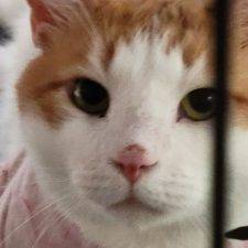 Orange Tabby Cat For Adoption In Memphis Tennessee