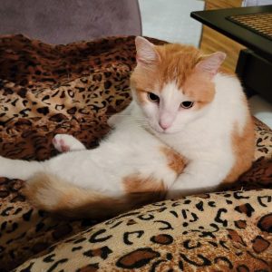 Orange Tabby Cat for Adoption in Memphis Tennessee